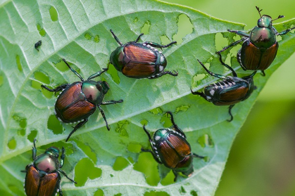 Japanese Beetles: Controlling Their Damage 