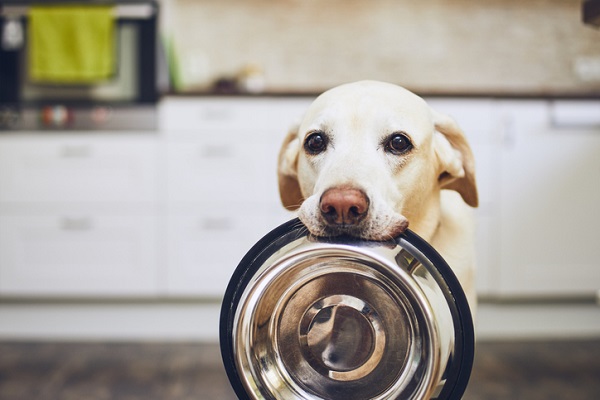 What the Nationwide Appliances Shortage Means for You | Dog Holds Dish in Mouth