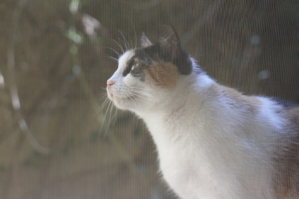 Cat waits behind the window screen