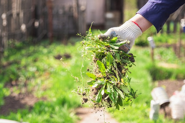 Winterizing Your Garden in 5 Easy Steps