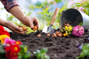 Planting fall bulbs in sunny garden