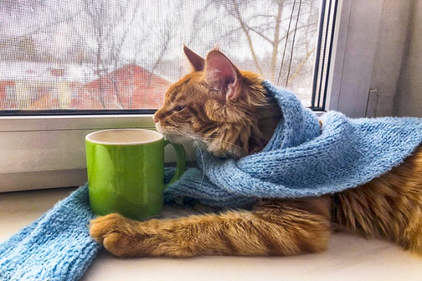 A tabby cat wrapped in a blue blanket near a window and coffe mug