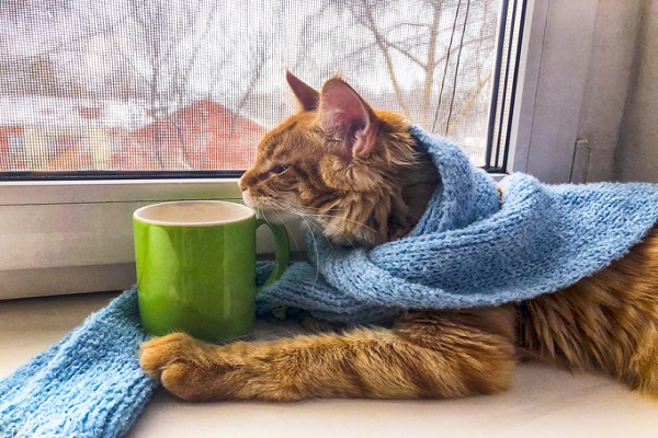 A tabby cat wrapped in a blue blanket near a window and coffee mug, enjoying winter
