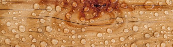 transparent wood