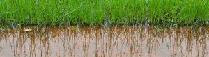 Is standing water in your lawn a problem? Here are some solutions