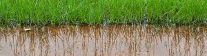 Is standing water in your lawn a problem? Here are some solutions