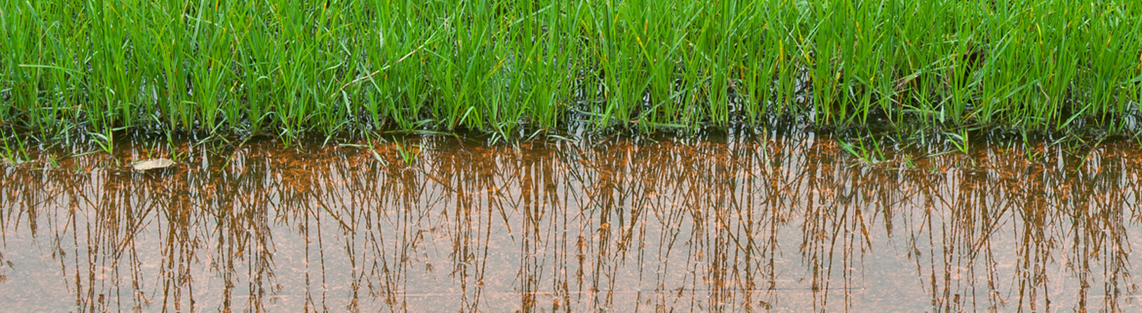 Is standing water in your lawn a problem? Here are some solutions