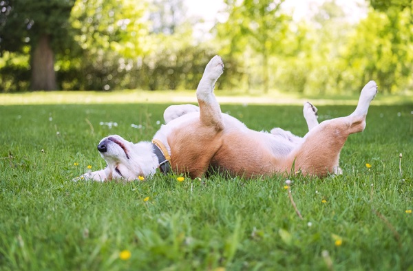 Fall Lawn Care: Overseeding Before Cold Weather Arrives