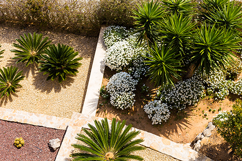 – iStock 1143423130 blog – The Homeowner's Guide to Xeriscaping | 2-10 Blog