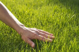 A white person's arm and hand touching lush green grass