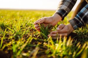 A pair of White hands with a flannel shirt tending soil