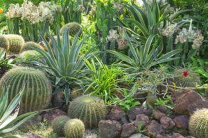 Beautiful Cactus garden, decorated with Cactuses, Agave, Crown of thorns plant, brown sand stone, green leaves shrub on background