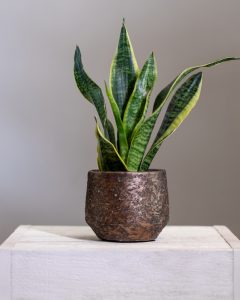 Snake plant