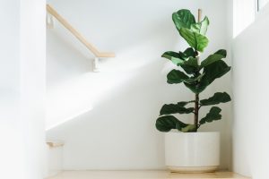 Fiddle leaf fig