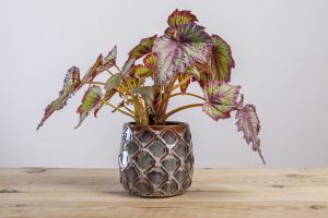 Painted-leaf begonia