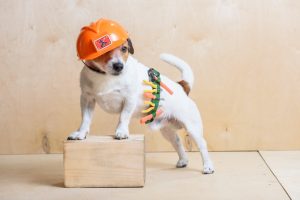 A small white dog in an orange hard hat wearing a tool belt being very good