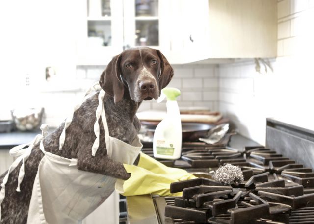 A cute hound dog wearing an apron and yellow gloves on her front paws. She's leaning on an oven as though she's cleaning it