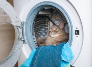 Washing machine and furry gray cat inside