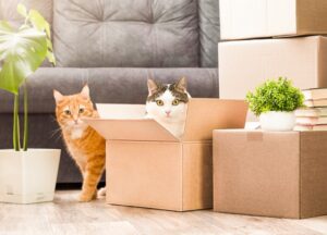 two cats playing in cardboard boxes, moving to a new house