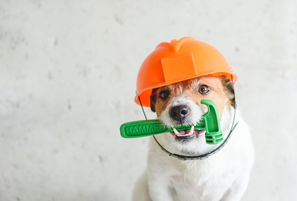 A cute dog with an orange hard hat and a plastic green hammer in her mouth.