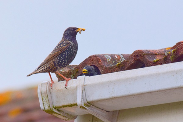 Helping Clients Identify and Eliminate Roof Pests