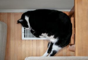 cat cooling on air vent