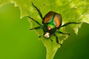 japanese beetle on leaf