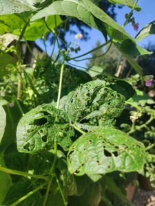skeletonized leaves