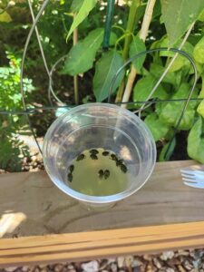 soapy bath with dead Japanese beetles