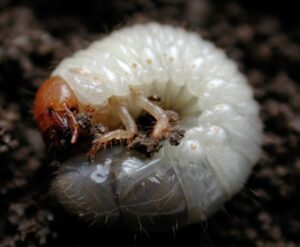 Japanese beetle grub