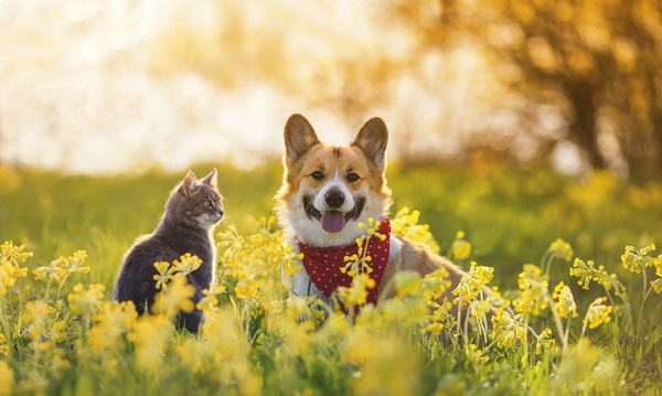 Pets - dog and cat in field