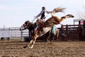A brown bronco with a white belly kicking its hind legs in the air, trying to buck a cowboy. The cowboy is wearing a long, light purple shirt; black leather vest; and blue jeans. His left arm is holding the bridle and his right arm is stretched out behind him for balance.