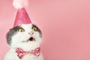 A white cat with gray fur around eyes wearing a pink party hat and pink bowtie in front of a pink background. Cat is showing teeth as though smiling