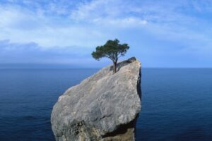 A lone tree grows at the top of a desolate rock, The ocean appears in the background.