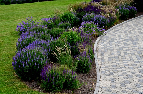 bed of colorful prairie flowers in an urban environment attractive to insects and butterflies, mulched by gravel